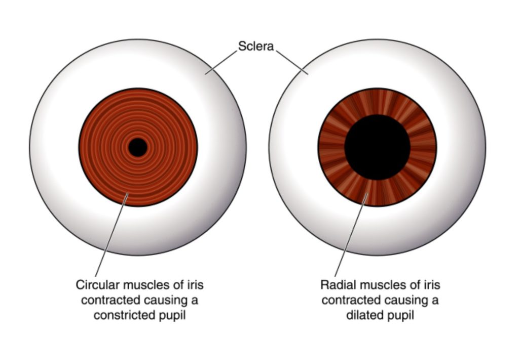 Diagram showing the muscles in the iris responsible for dilating the pupil